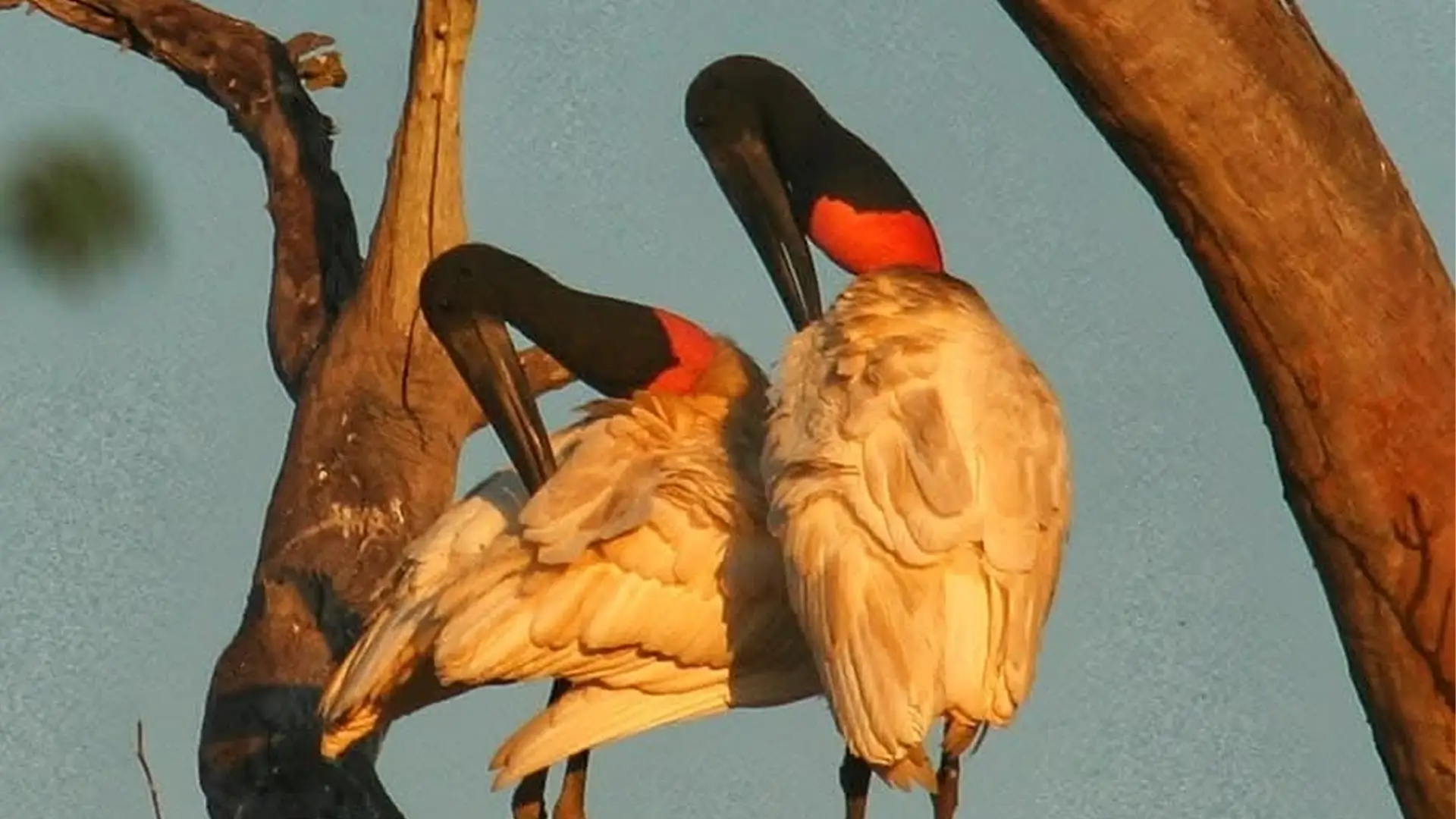 The most impressive birds of the Pantanal