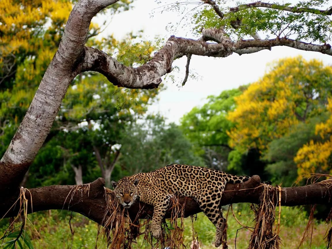 Vida selvagem do Pantanal