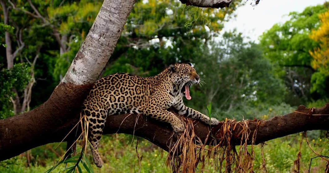 Paisagem do Pantanal