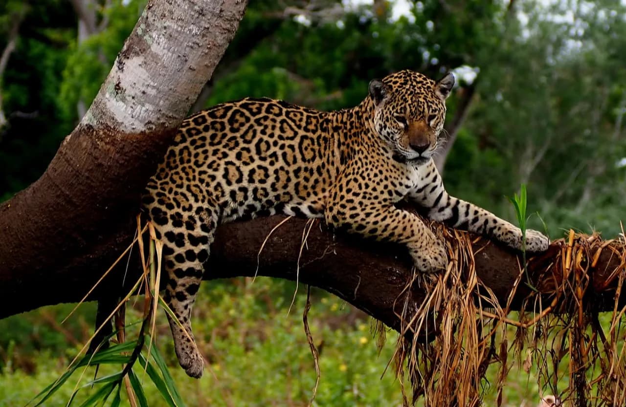 Where to find the jaguar in the Pantanal