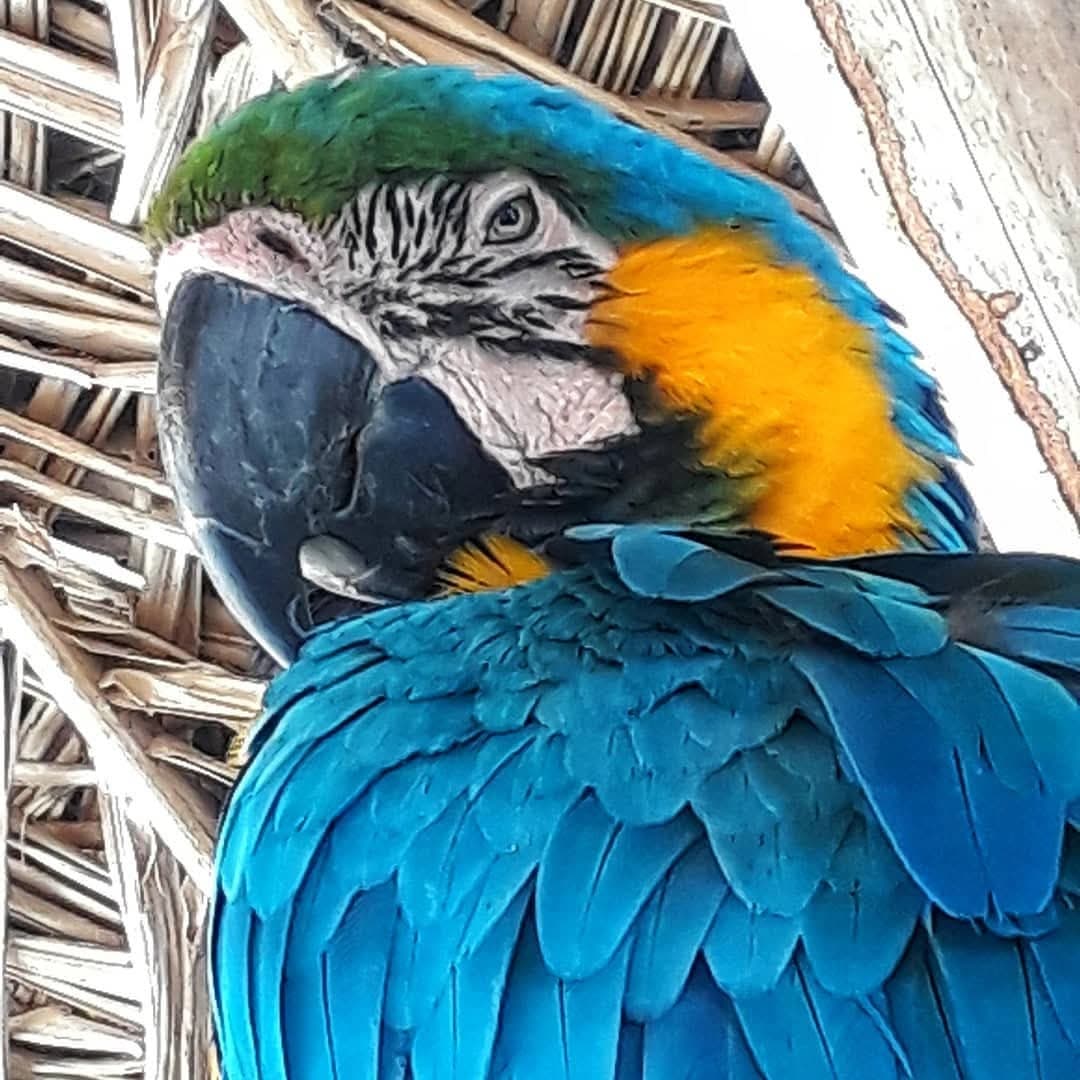 Vida selvagem do Pantanal