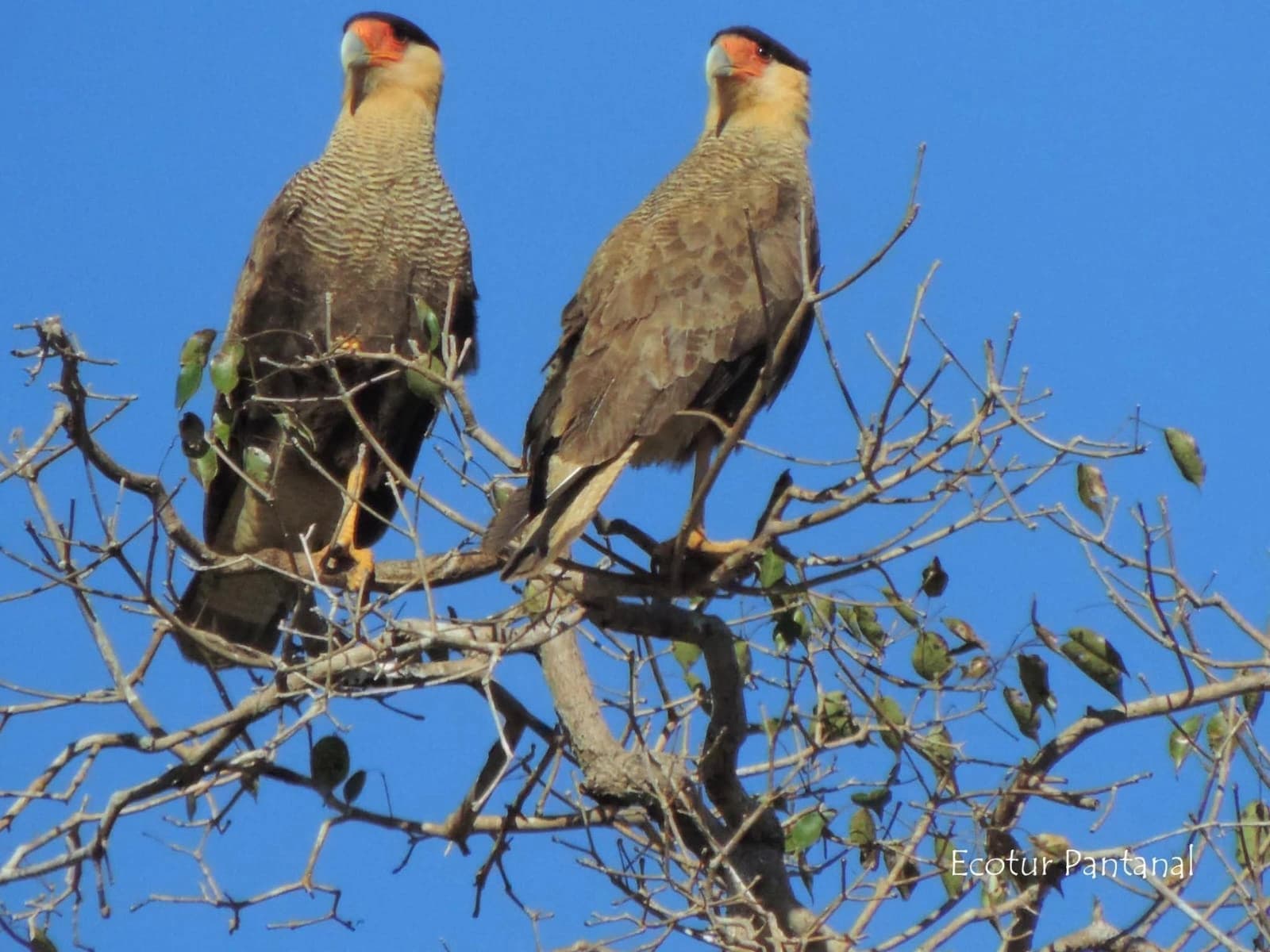 Observação de Aves